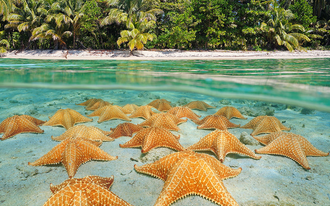 No saques a las estrellas de mar