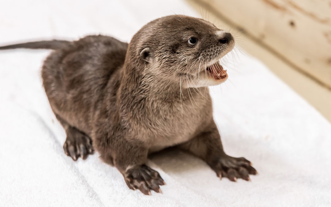 Acuario Michin y su amor por las especies 