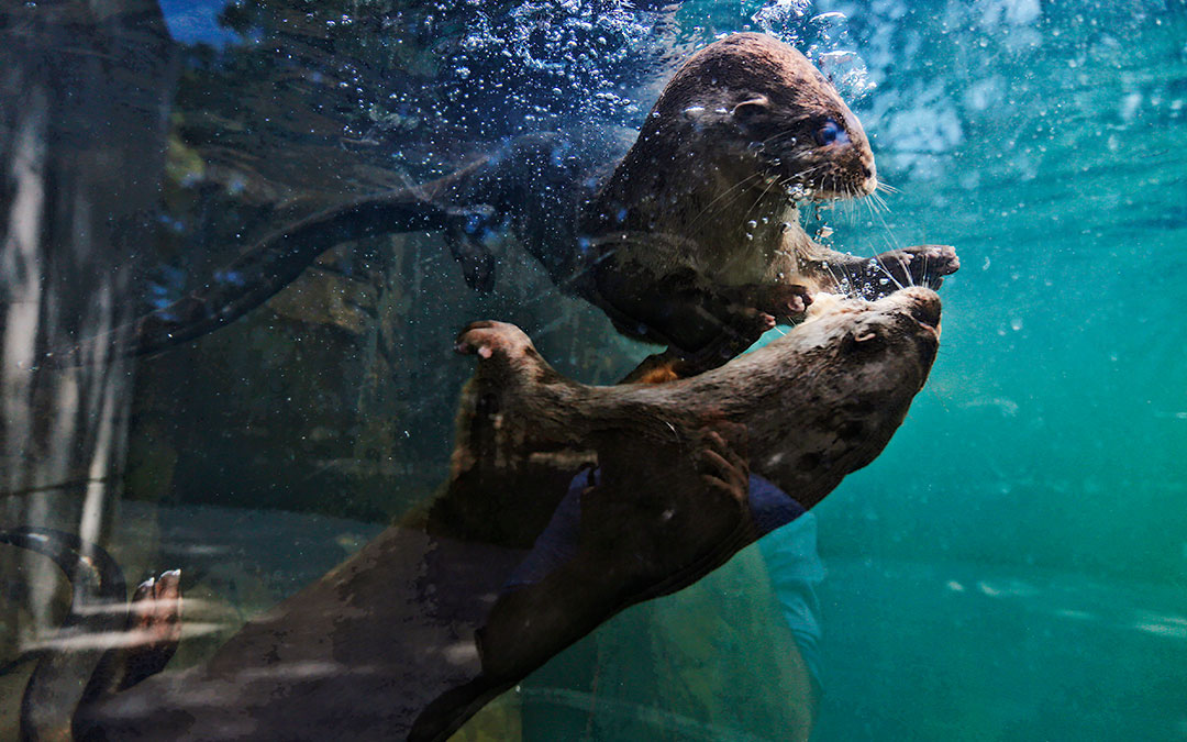 Asombrosas características de la nutria