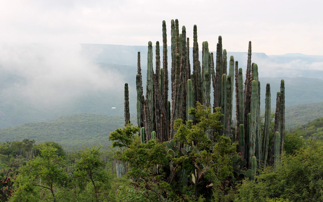 Realiza un recorrido virtual por 5 reservas naturales de México