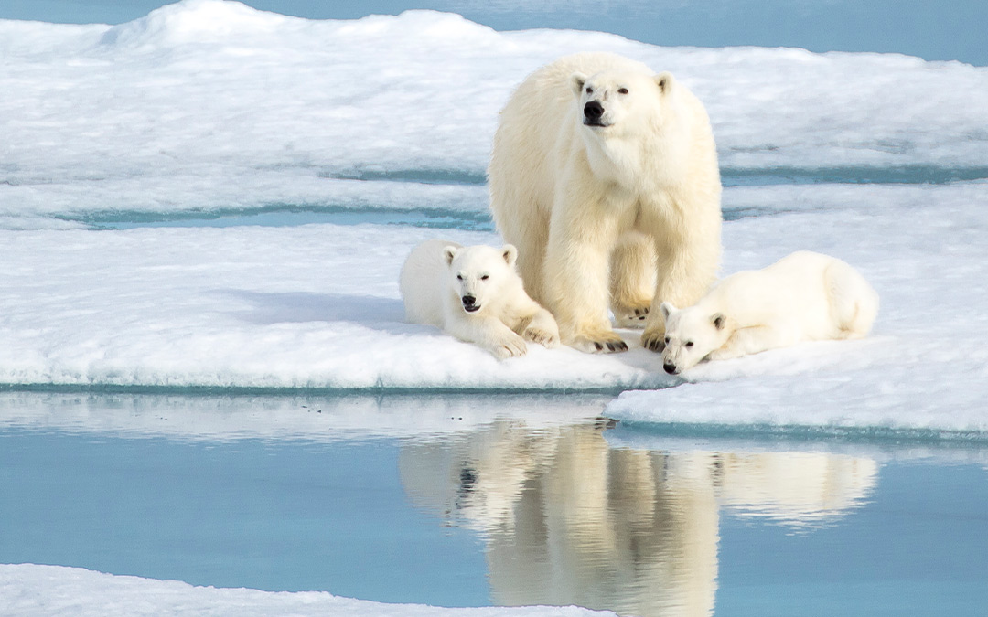 Mira 5 películas educativas sobre el medio ambiente