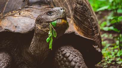 Diego, la tortuga heroína de las Galápagos, es liberada en su hábitat