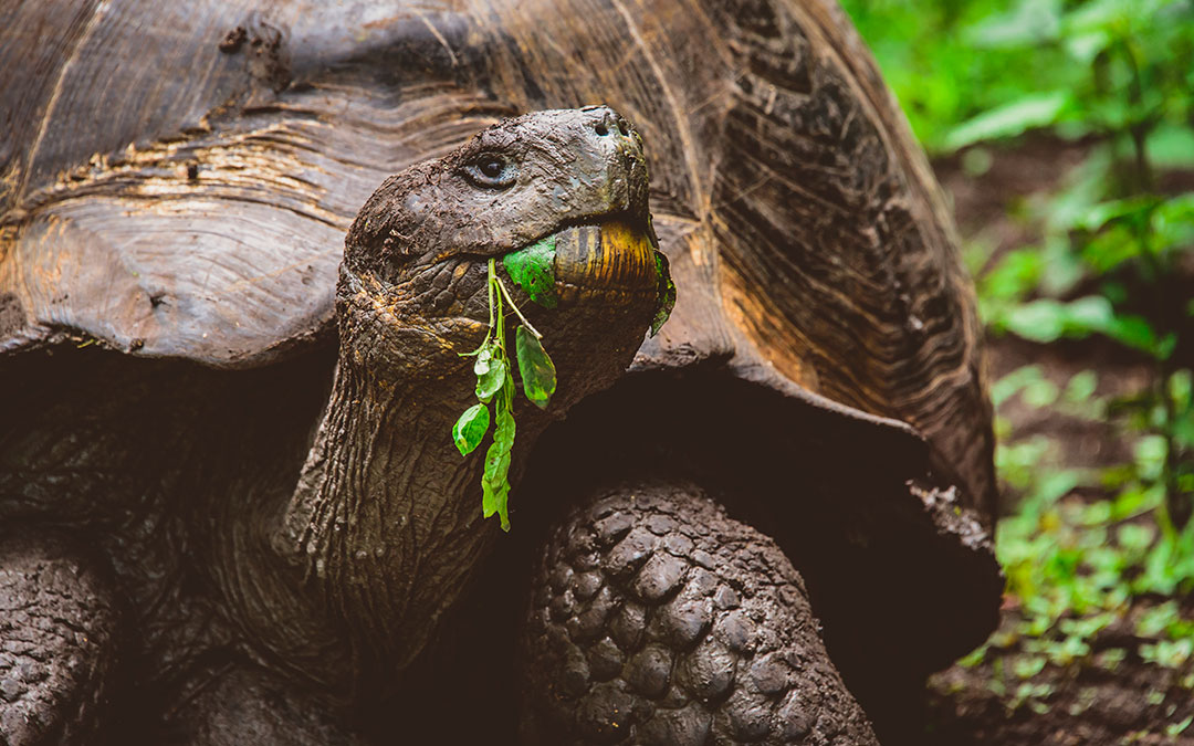 Diego, la tortuga heroína de las Galápagos, es liberada en su hábitat