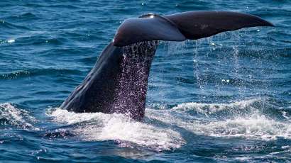 Liberan a ballena atrapada en red de pesca