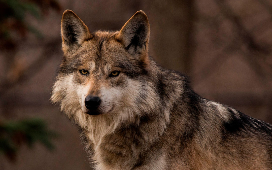 Nacen cachorros de lobos mexicanos en plena pandemia