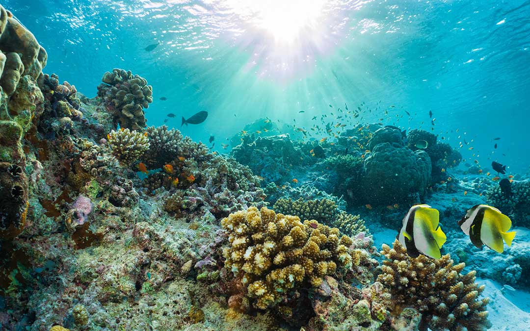 Científicos crean una esperanza de vida para los arrecifes de coral