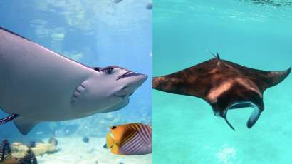 Descubre las diferencias entre rayas marinas y mantarrayas