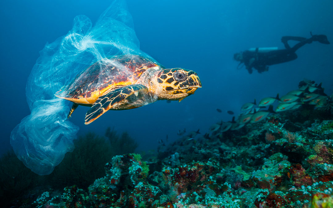 Un océano de plástico (A plastic ocean)