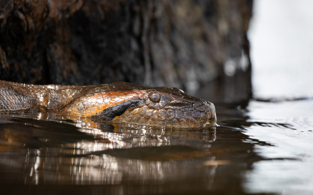 Anaconda gigante, mito o realidad