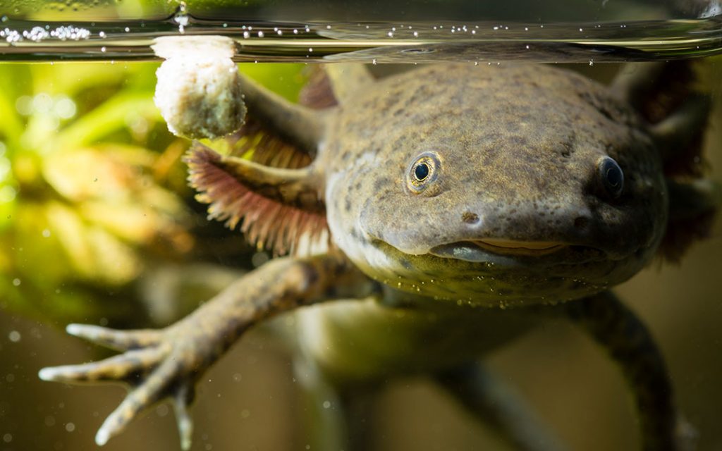 El dios Xólotl tomó forma de un ajolote, anfibio con increíbles características. 