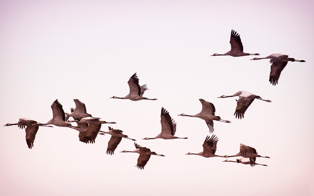 Aves migratorias de México