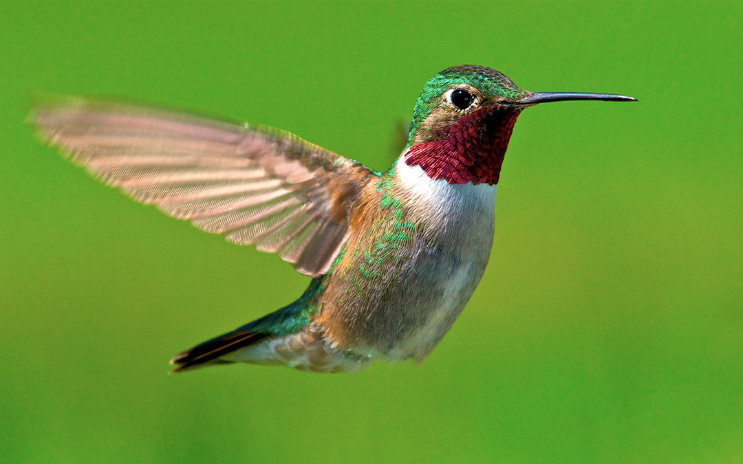 Colibrí cola ancha (Selasphorus platycercus)