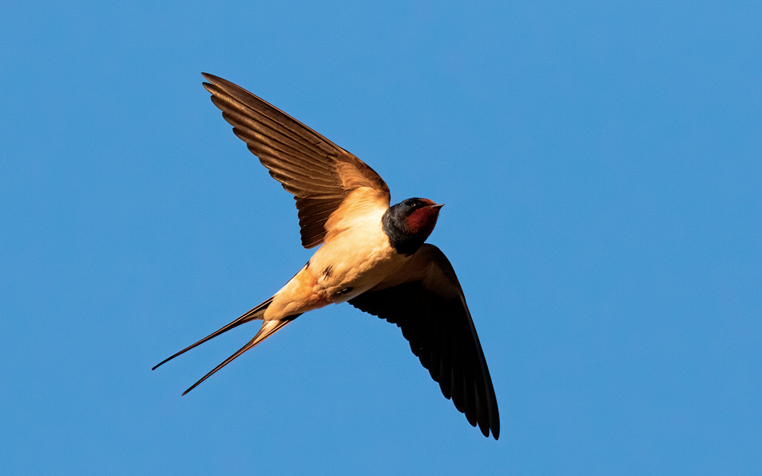 Golondrina comun (Hirundo rustica)