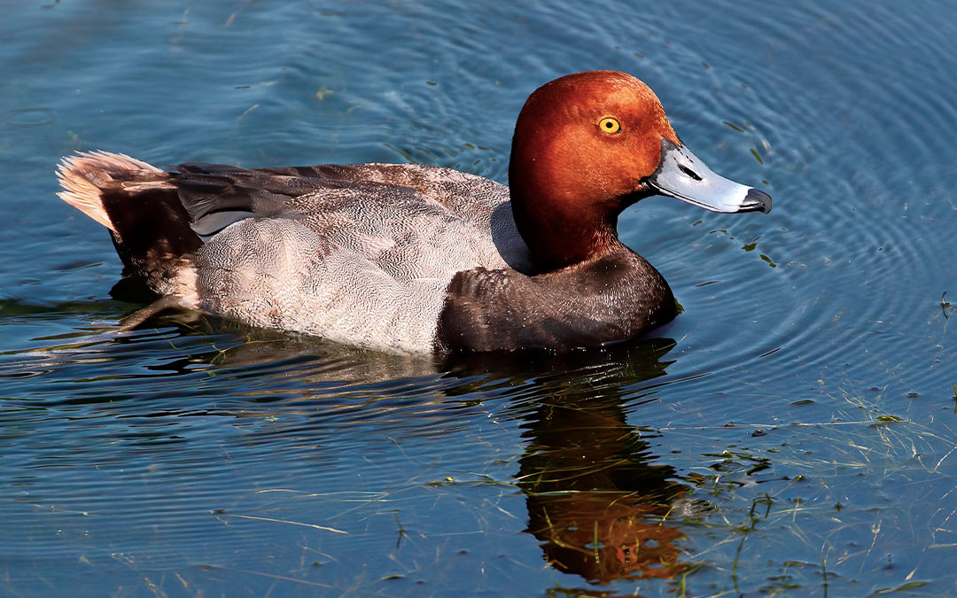 Pato cabeza roja (Aythya americana)