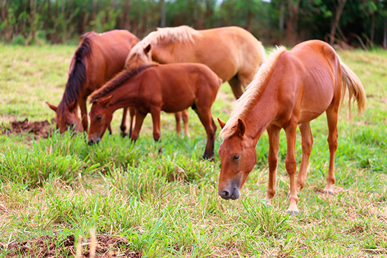 Caballo caspío (Equus ferus caballus)