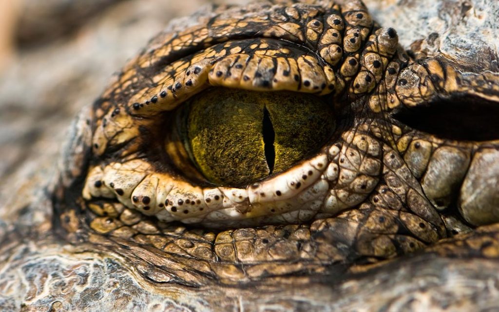 Características de los cocodrilos y sus ojos