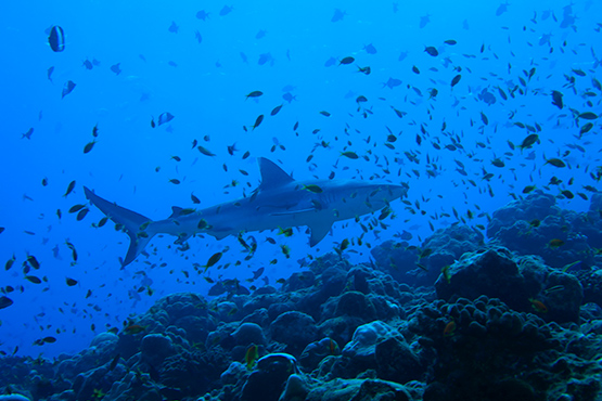 Características de los tiburones