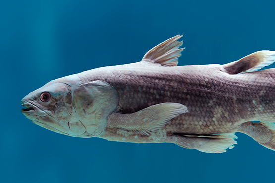 Celacanto (Coelacanthiformes)