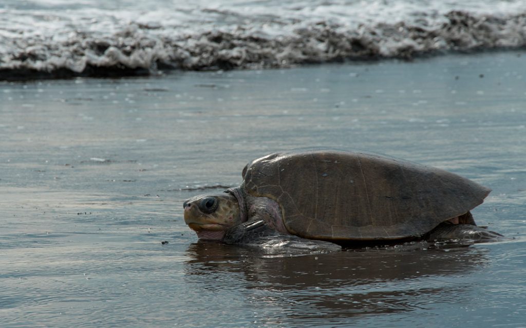 Datos de la tortuga lora