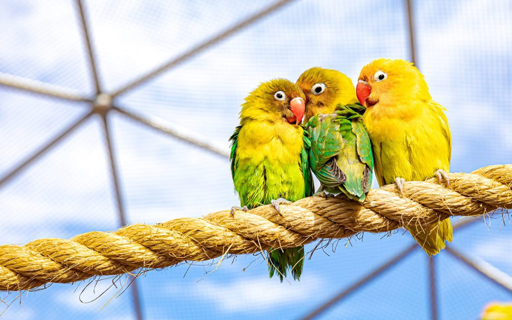 Cuidados parentales agapornis