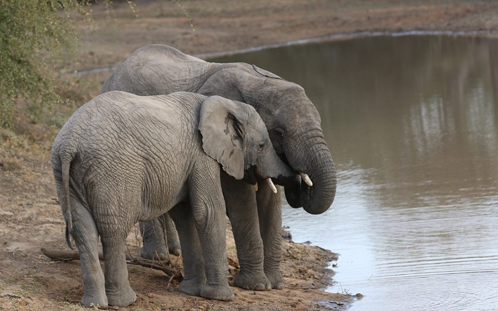 cuidados parentales elefantes