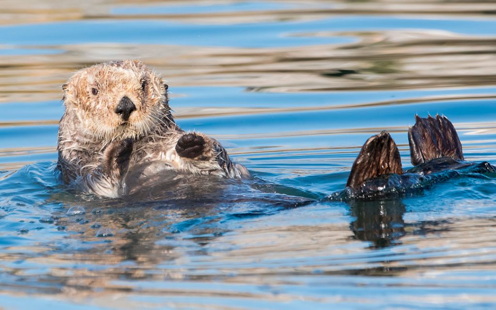 Diferencias entre nutria de río y marina