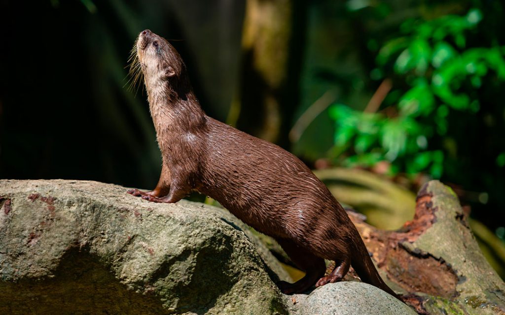 La nutria de río es una especie bioindicadora.