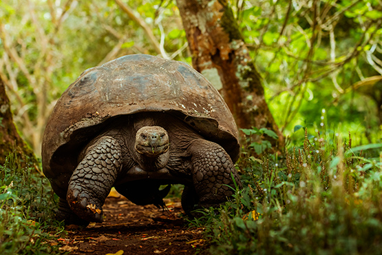 Tortuga gigante de Fernandina (Chelonoidis phantasticus)