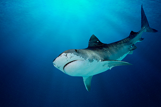 Estado de conservación de los tiburones
