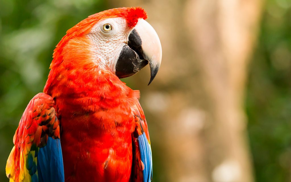 Características de las guacamayas rojas y verdes