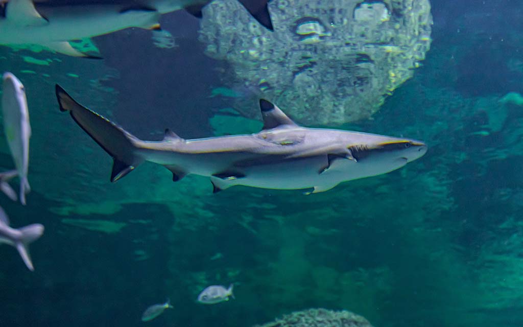 Juancho, el tiburón puntas negras de Acuario Michin