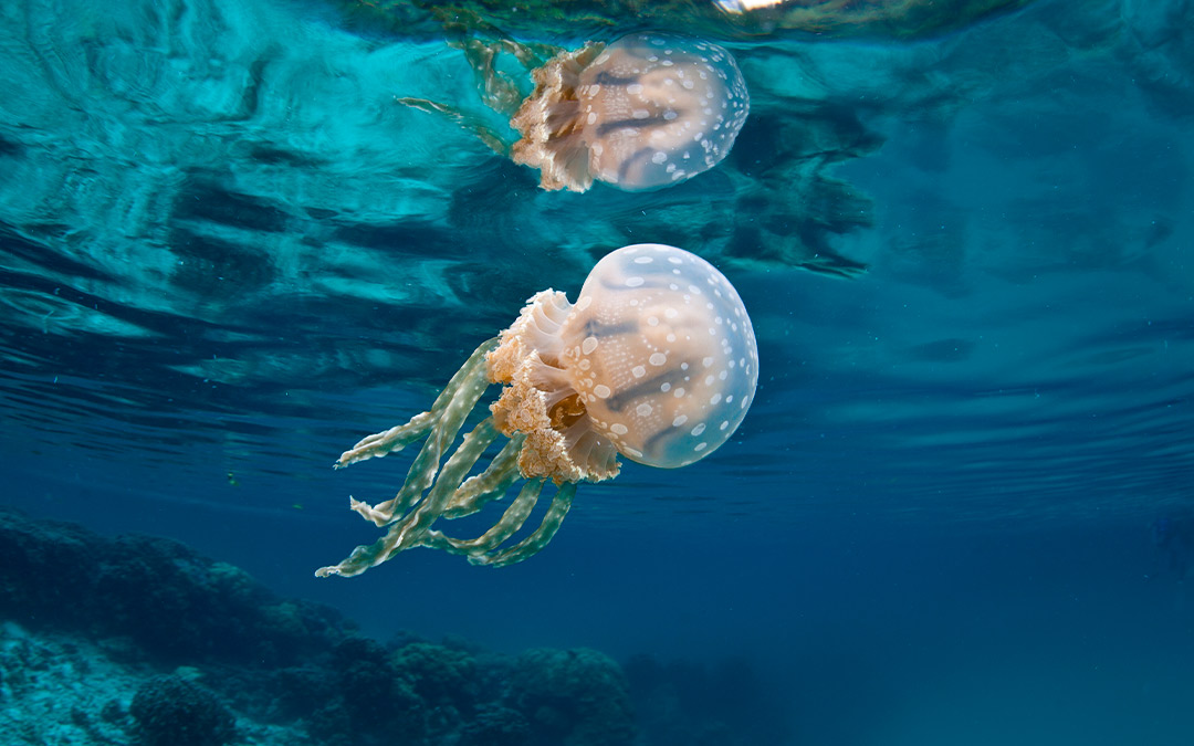 Medusa inmortal (Turritopsis Nutricula)