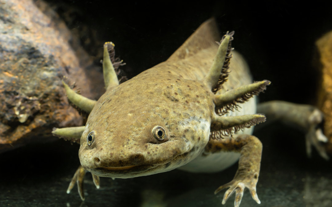 Ajolote (Ambystoma mexicanum)