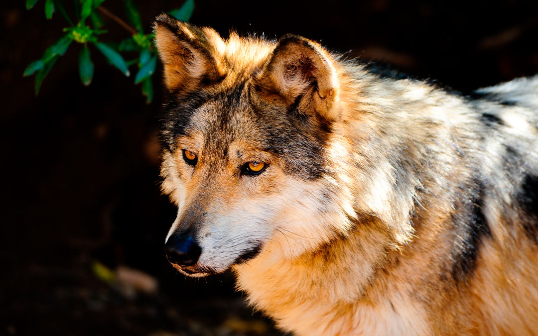 Lobo gris mexicano (Canis lupus baileyi)