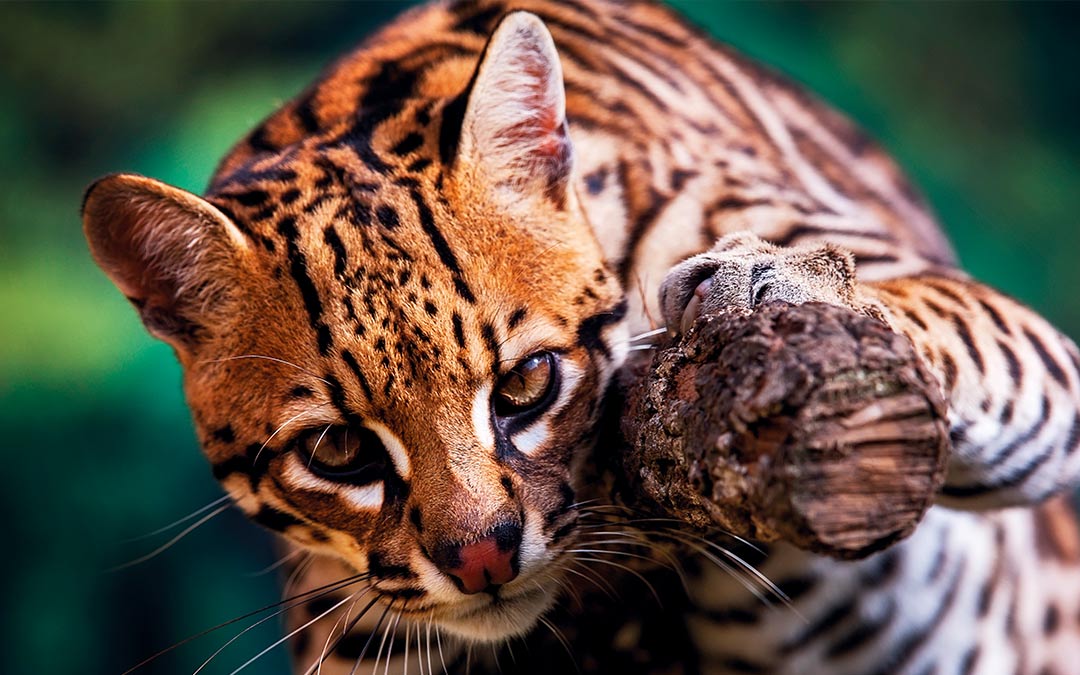 Ocelote (Leopardus pardalis)