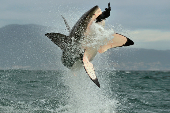 ¿Qué comen los tiburones?