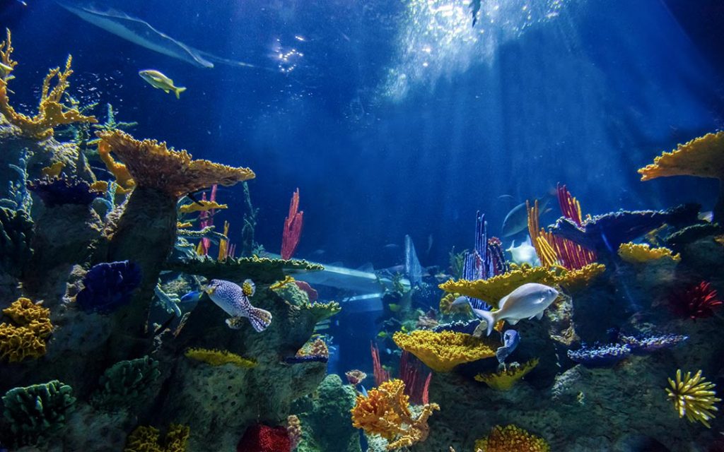 Acuario Michin es un espacio en el que vas a conocer tiburones, cocodrilos, nutrias y más, en pleno centro de Guadalajara. 