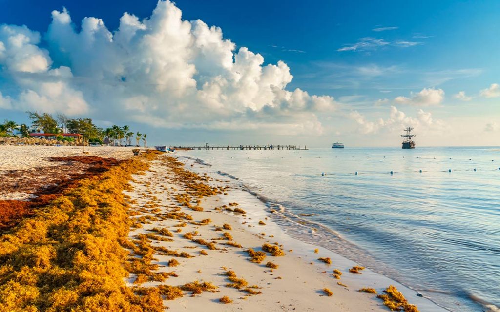 ¿Por qué llega el sargazo a las playas?