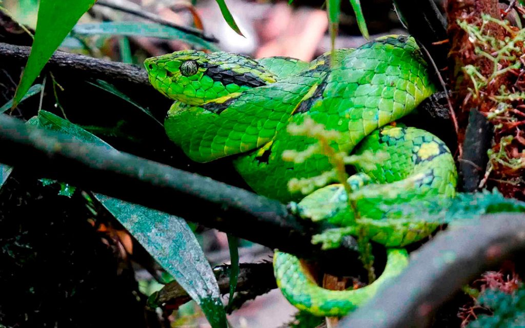 Serpientes venenosas en México: nauyaca de árbol