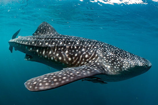  Tiburón ballena, el más grande de todos en la actualidad