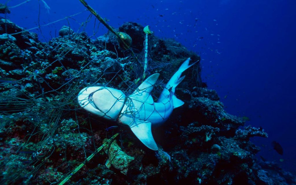 Los tiburones no tienen depredadores