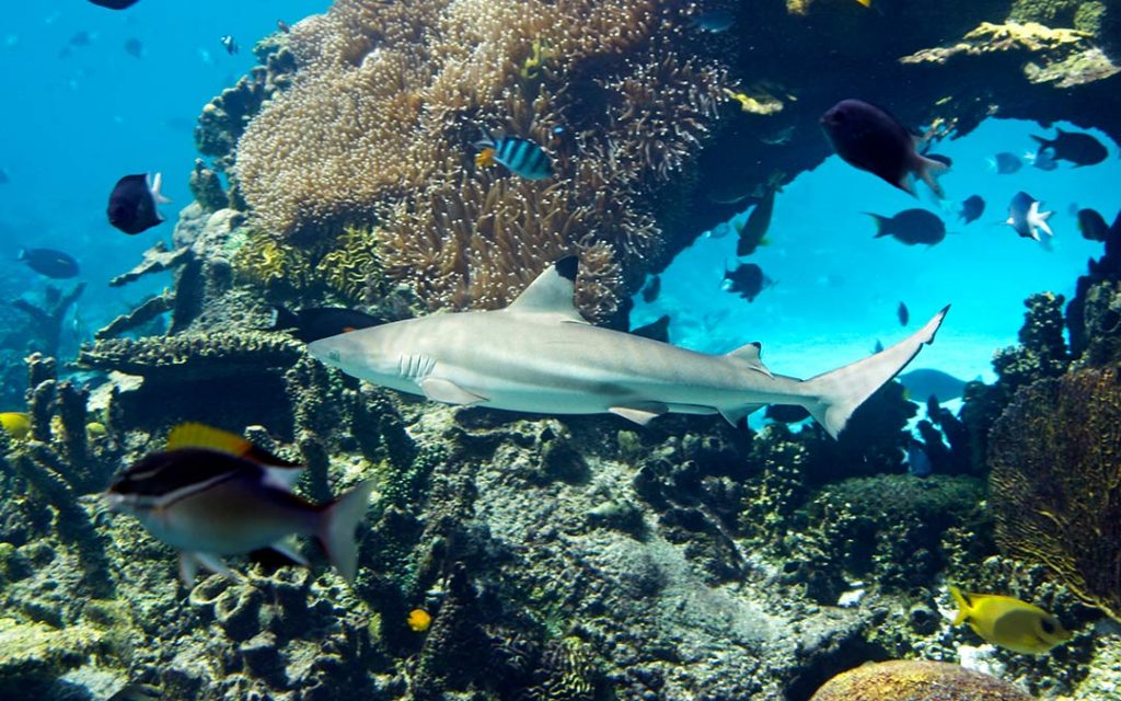 Los tiburones atacan porque son depredadores crueles