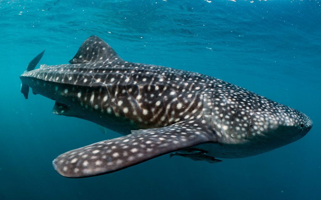 Todos los tiburones son enormes