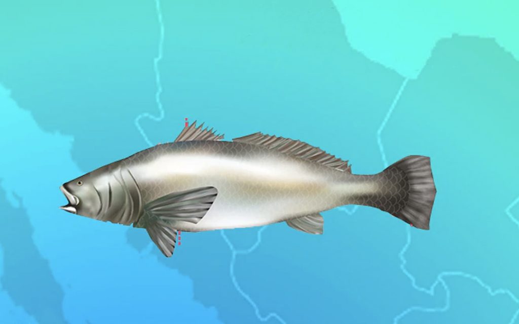 Ilustración de la totoaba, un pez mexicano en peligro de extinción.