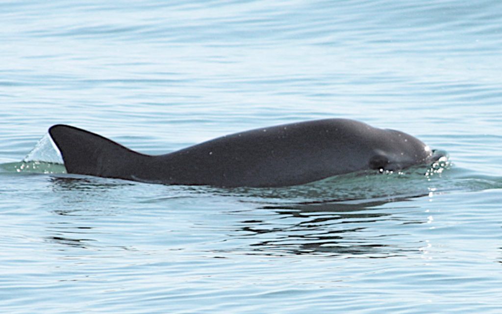 Foto de la vaquita marina nadando en aguas del mar de Cortés.