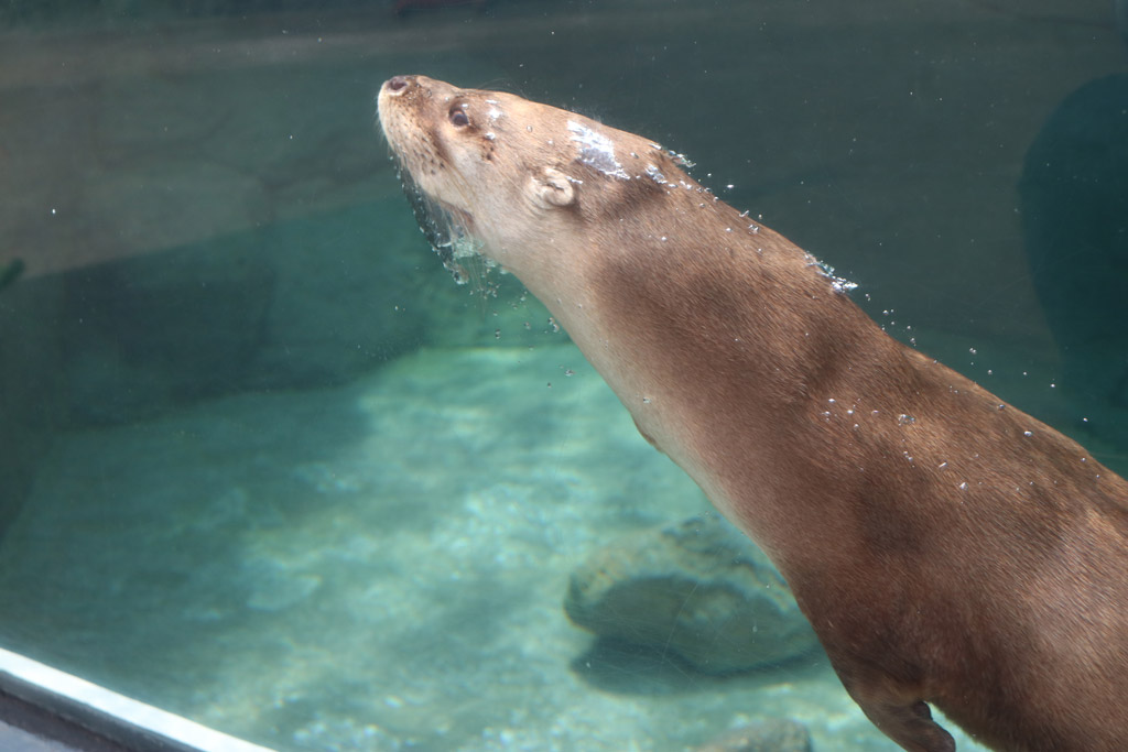 Acuario Michin Puebla - Especie 3