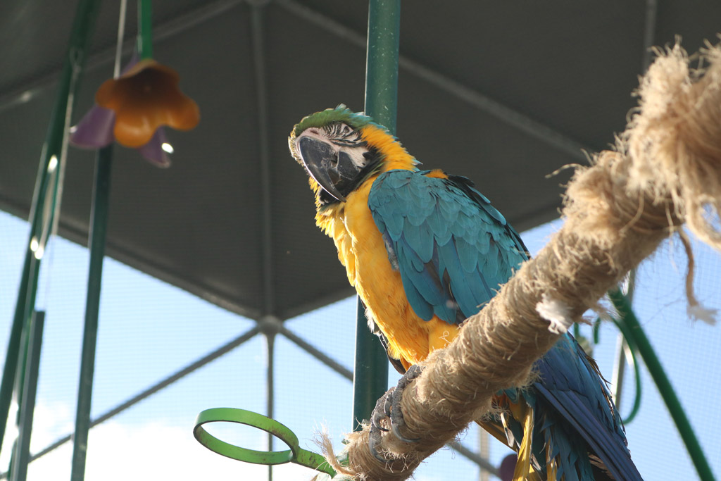 Acuario Michin Puebla - Especie 9