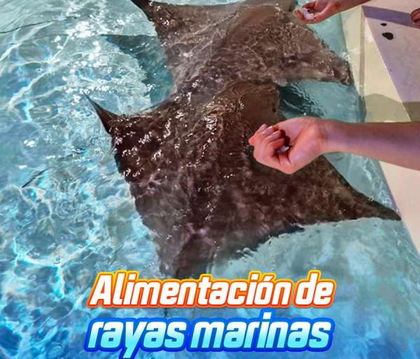 Feeding of marine rays