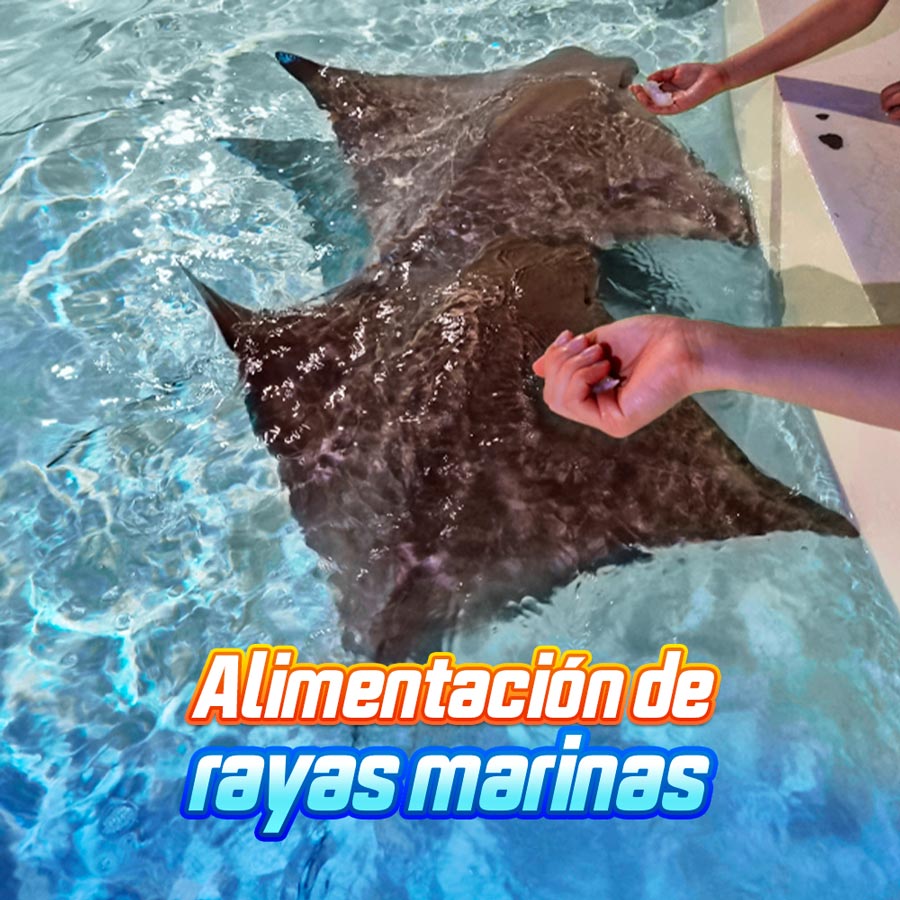 Feeding of marine rays